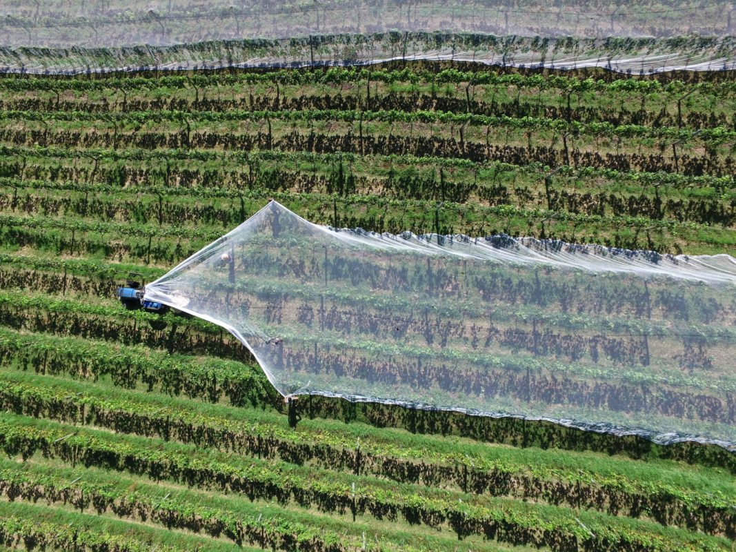 process of covering agricultural fields in foil